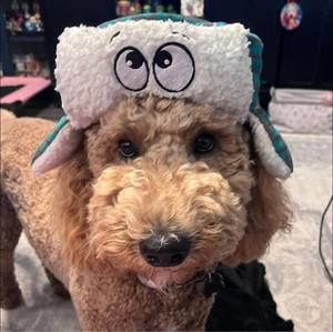 Meet your Posher, Shelly